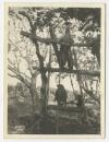 Primitive method of irrigation in Tunisia (3). Recto