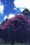 Kalaw_Flowering LR.jpg