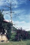 House_At_Kalaw LR.jpg